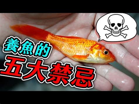 魚缸魚死掉|養魚新手入門：12個教學讓你養魚一次上手（新手必讀）